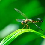 dragonflies habitat & life cycle – dragonfly facts (10)