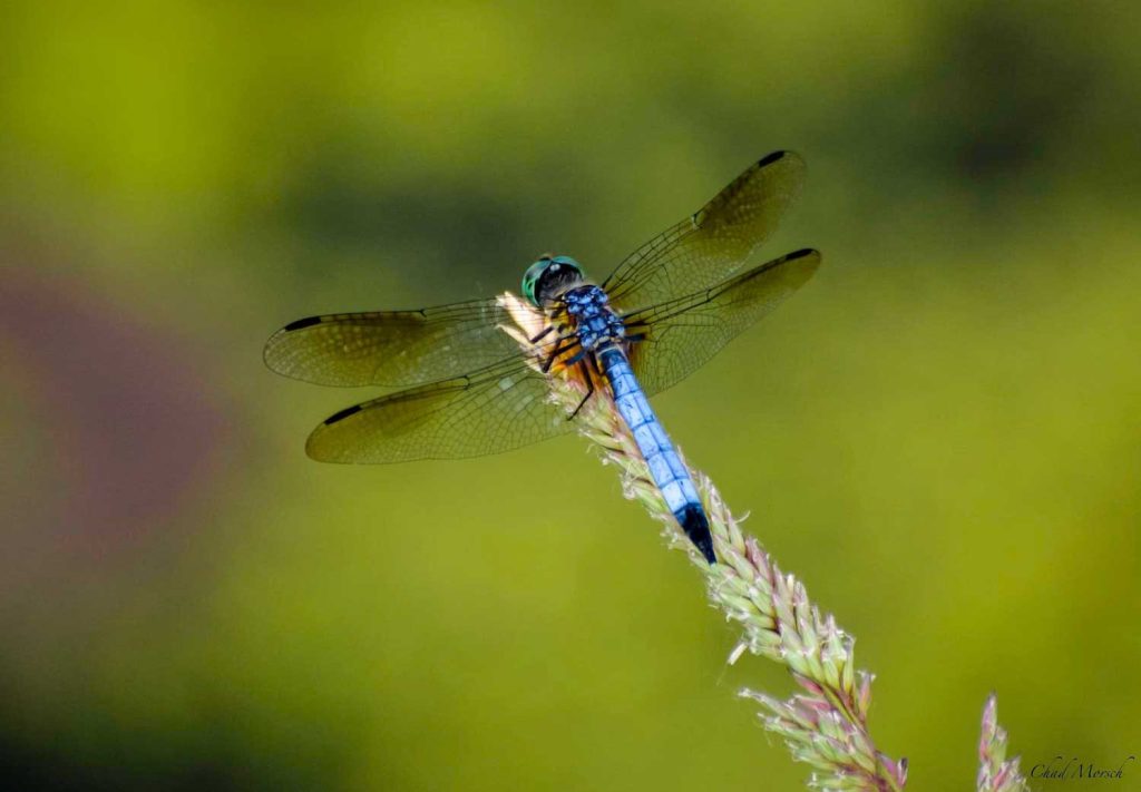 can dragonflies control mosquitoes (4)