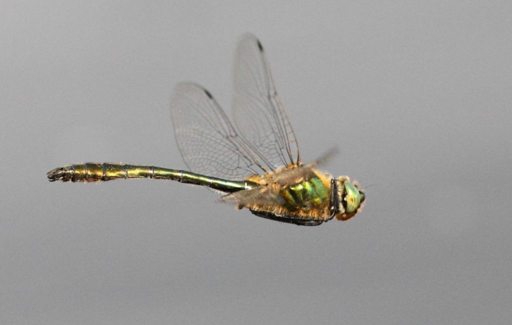 cordulia aeneadowny emerald (5)