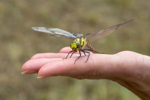 Do Dragonflies Bite or Sting? - Dragonfly Facts