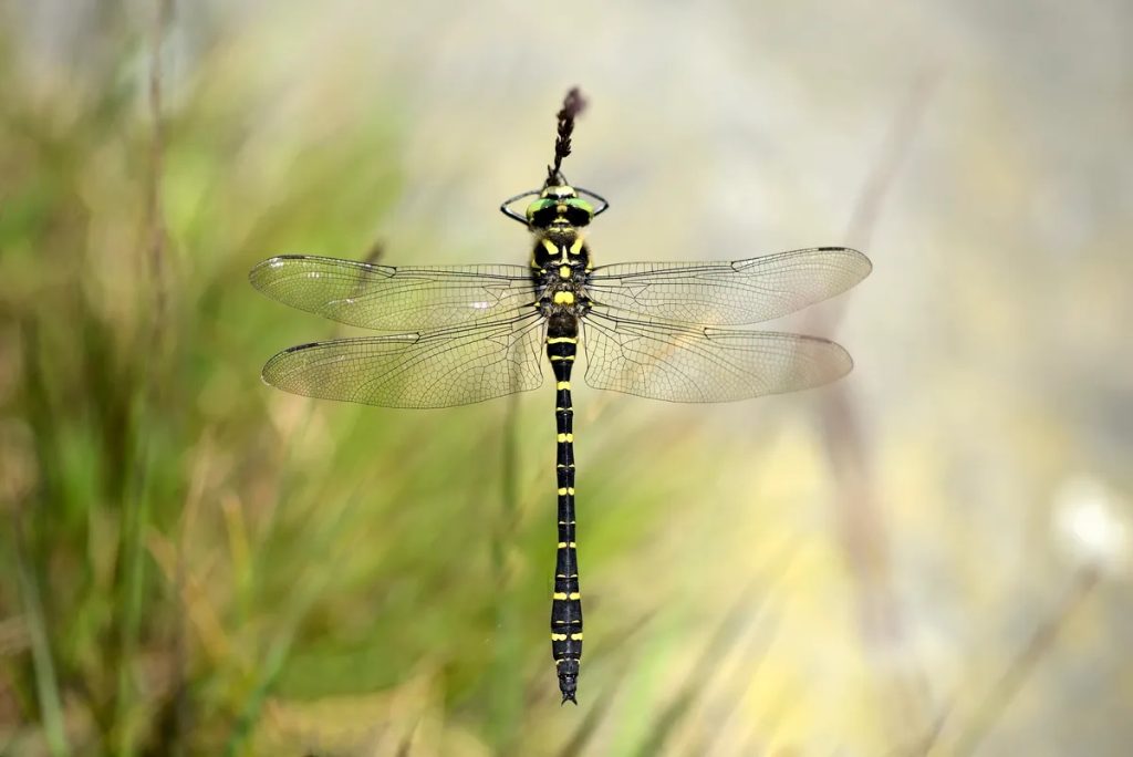 do dragonflies bite or sting (3)