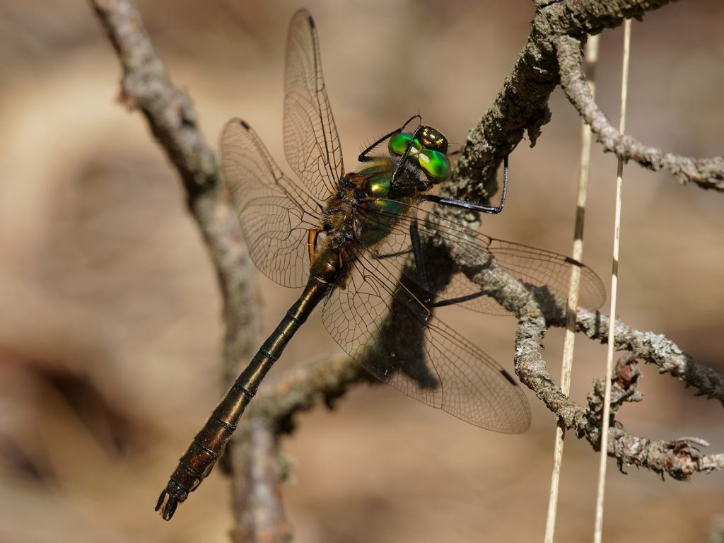 downy emerald dragonfly (9)