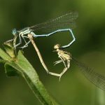 dragonfly matinghow do dragonflies mate (3)