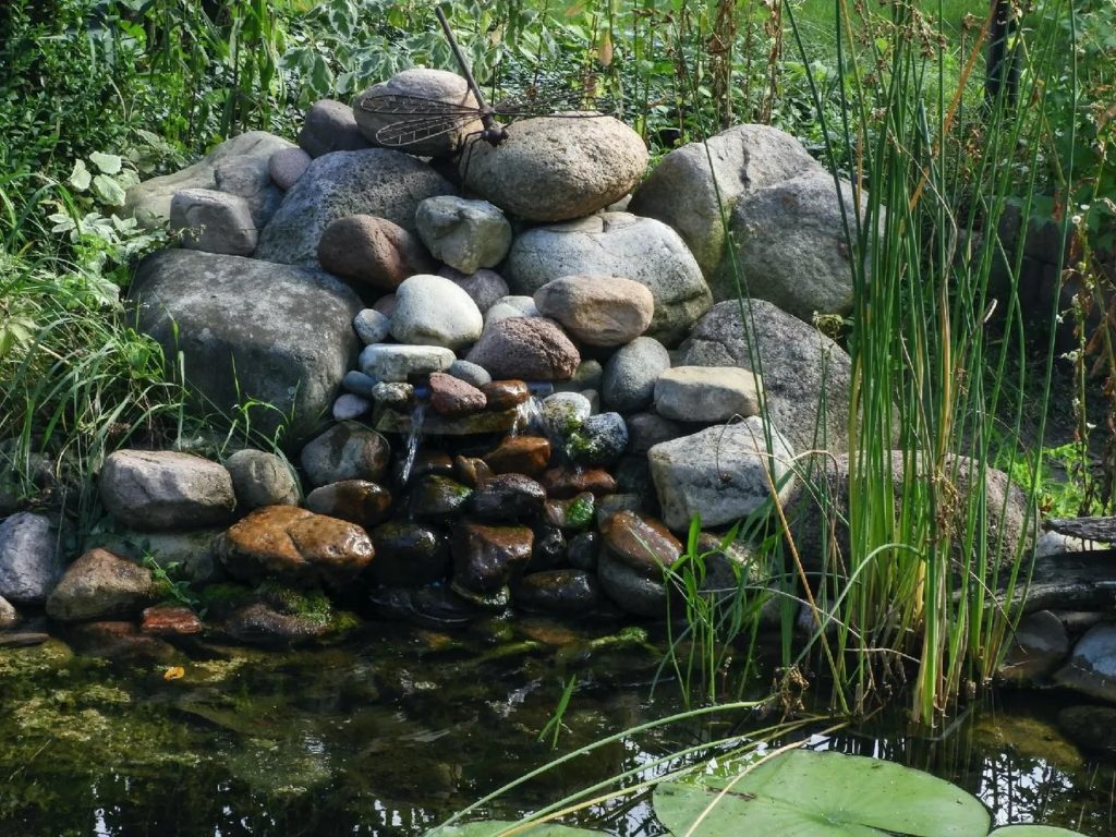 how do i create a pond for dragonflies (2)