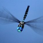 how fast can a dragonfly fly (2)
