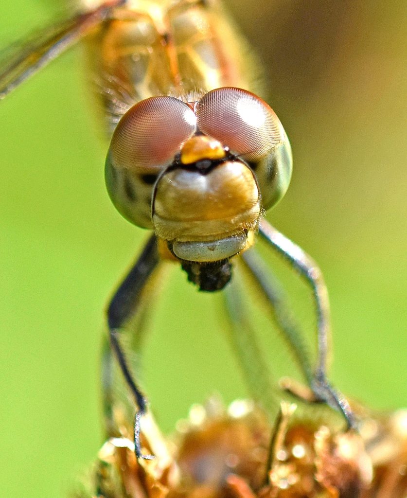 how many eyes does a dragonfly have (6)
