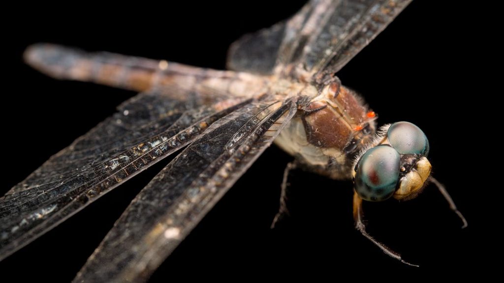 how many varieties of dragonflies are there (1)