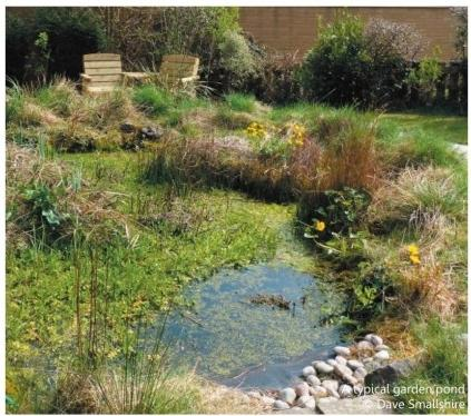 how to build a dragonfly pond (1) how to build a dragonfly pond (1)