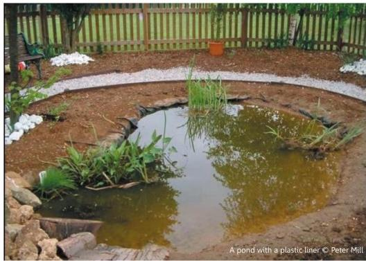how to build a dragonfly pond (3) how to build a dragonfly pond (3)
