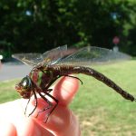 what do dragonflies eat and drink