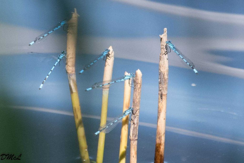 what is difference between dragonflies and damselflies (6)