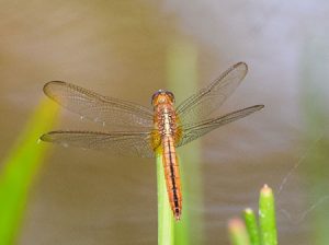 what does it mean when a dragonfly visits you - Dragonfly Facts