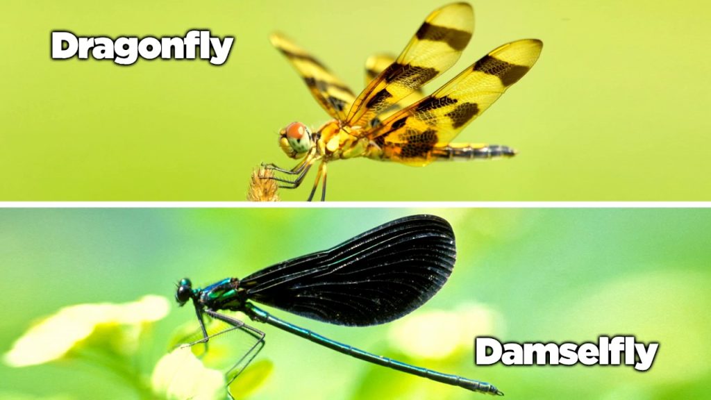 what is the difference between dragonflies and damselflies (4)