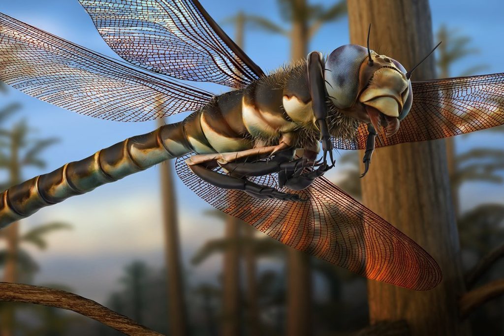 what is the largest dragonfly in the world (4)