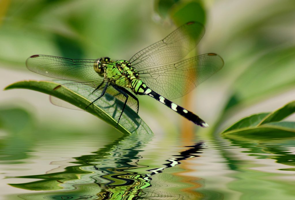 dragonfly reflections