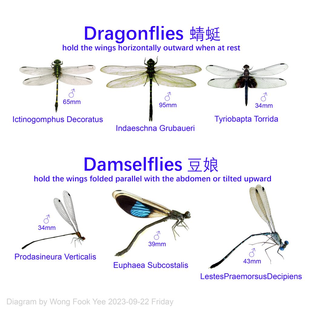 wings of dragonflies and damselflies difference between