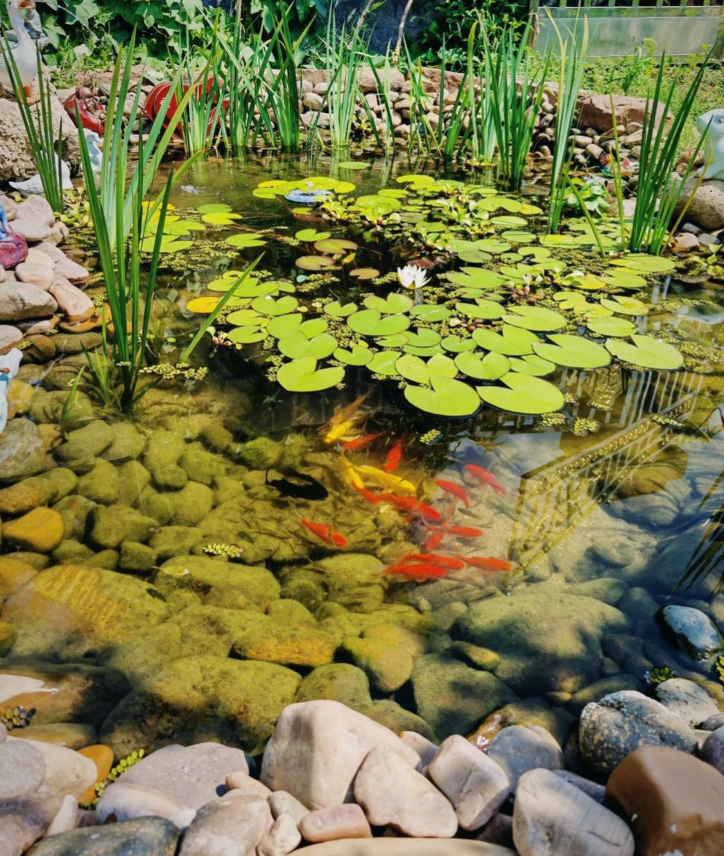diy backyard garden dragonfly pond (1) diy backyard garden dragonfly pond (1)
