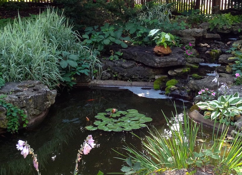 diy backyard garden dragonfly pond (2) diy backyard garden dragonfly pond (2)
