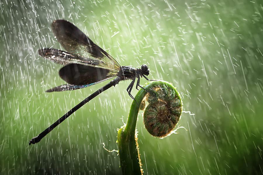 do dragonflies like the rain (2) do dragonflies like the rain (2)