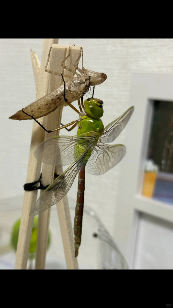 the process of larva becoming a dragonfly video