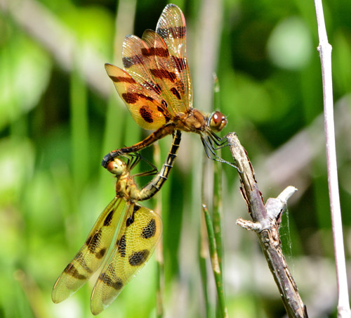 halloween pennant dragonfly (4)