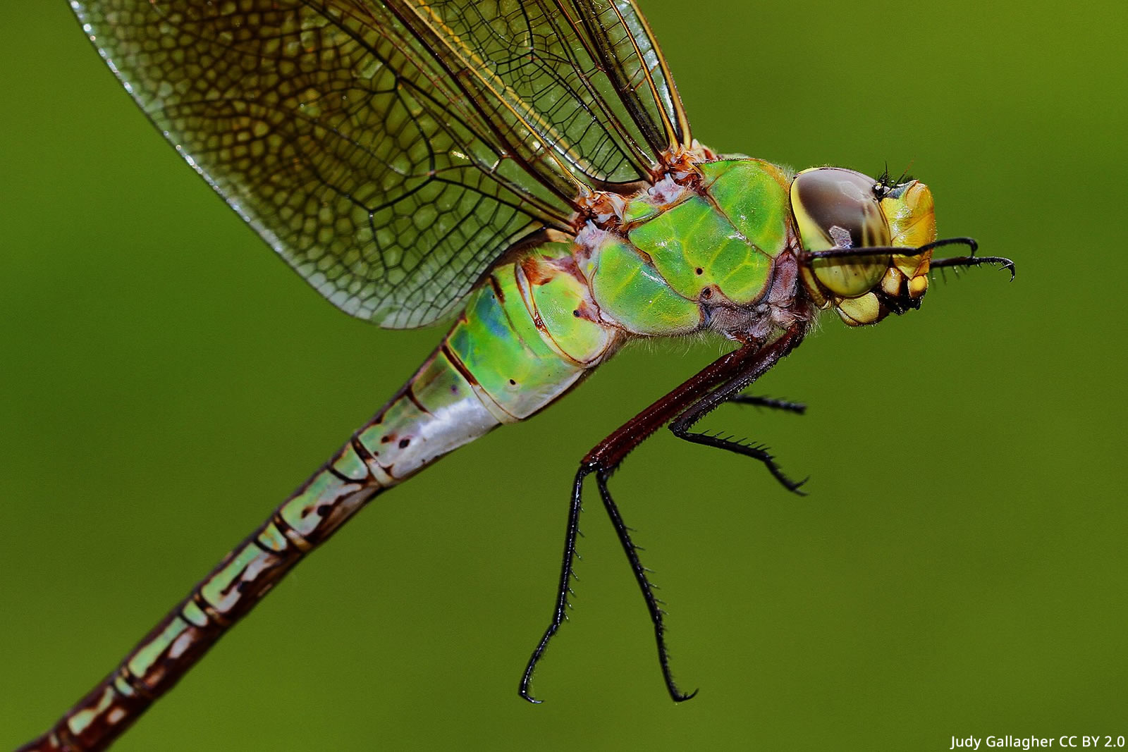 The Common Green Darner: Habitat, Diet, and Life Cycle Explained ...
