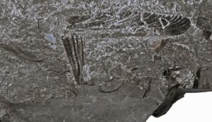 First Flyhing Insects The Griffinflies: Earth's Earliest Flying Insects Revealed - Dragonfly ...