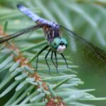 blue dragonfly (5)