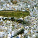 exploring dragonfly larvae habitat, diet, and life cycle facts (3)