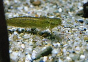 exploring dragonfly larvae habitat, diet, and life cycle facts (3)
