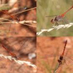 fascinating facts about red dragonflies their habitat, diet, and life cycle (5)