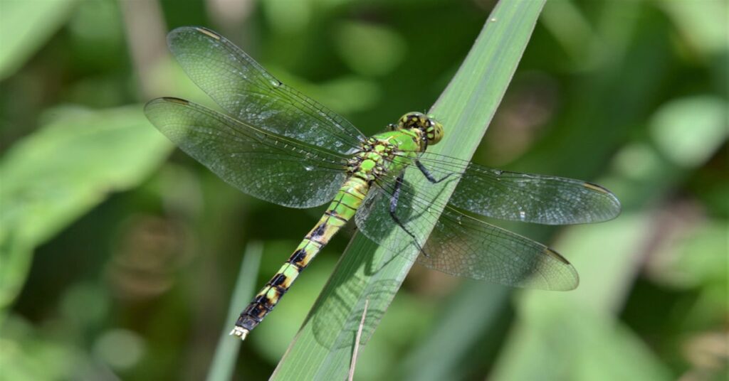 green darner dragonfly unveiling its habitat, diet, and life cycle (4)