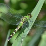 green darner dragonfly unveiling its habitat, diet, and life cycle (4)