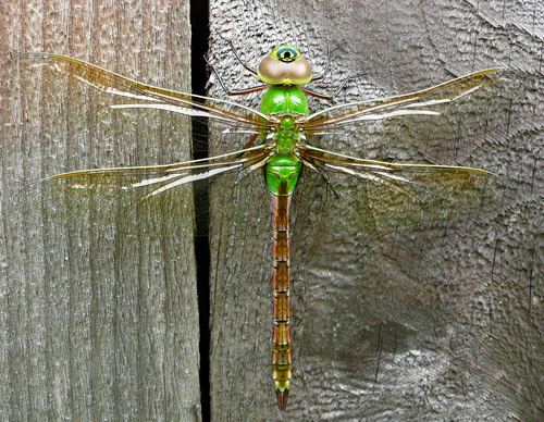 green darner dragonfly unveiling its habitat, diet, and life cycle (5)