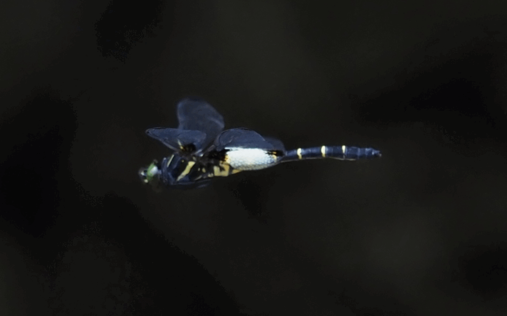 chlorogomphus dragonflies facts habitat, diet, and life cycle explained (1)