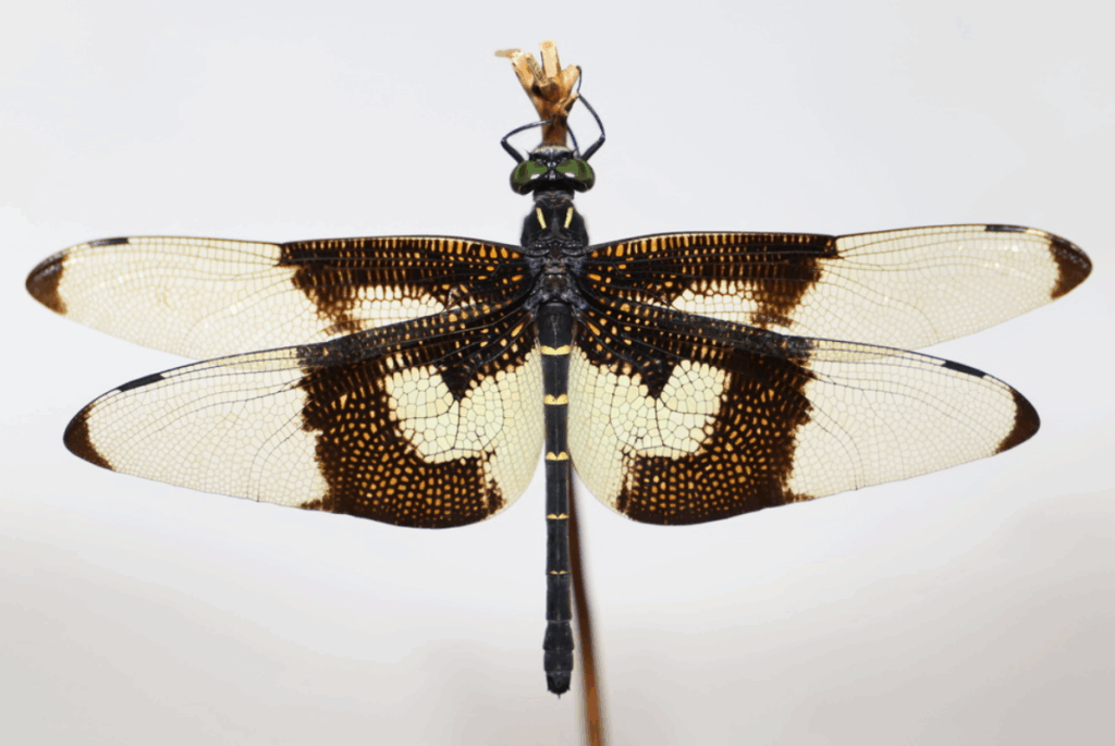 chlorogomphus dragonflies facts habitat, diet, and life cycle explained (2)