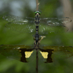 chlorogomphus dragonflies facts habitat, diet, and life cycle explained (3)