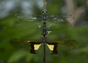 chlorogomphus dragonflies facts habitat, diet, and life cycle explained (3)