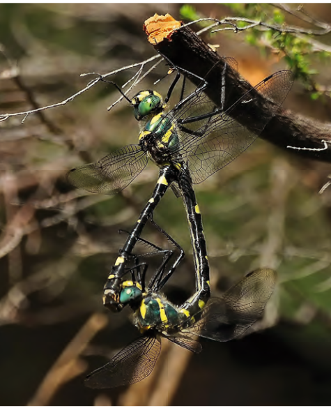 macromia splendens secrets of europe's rare river dragonfl (1)