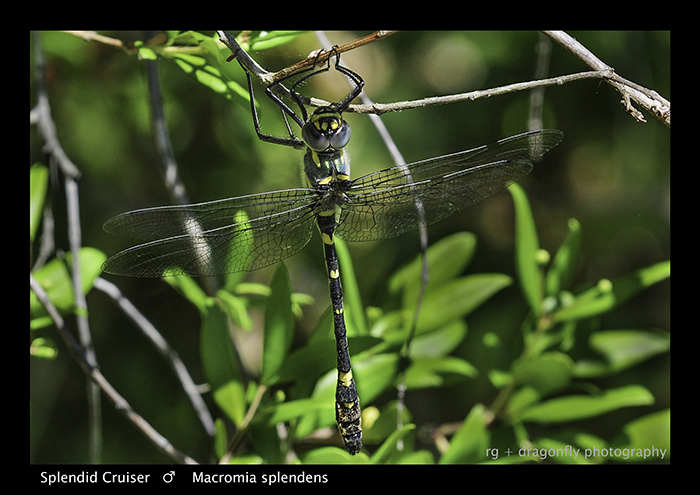 macromia splendens secrets of europe's rare river dragonfl (2)