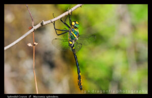 macromia splendens secrets of europe's rare river dragonfl (3)