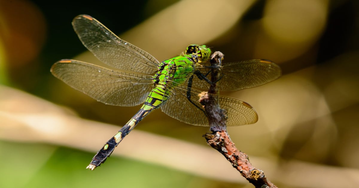 eastern pondhawk key facts on habitat, diet (1)