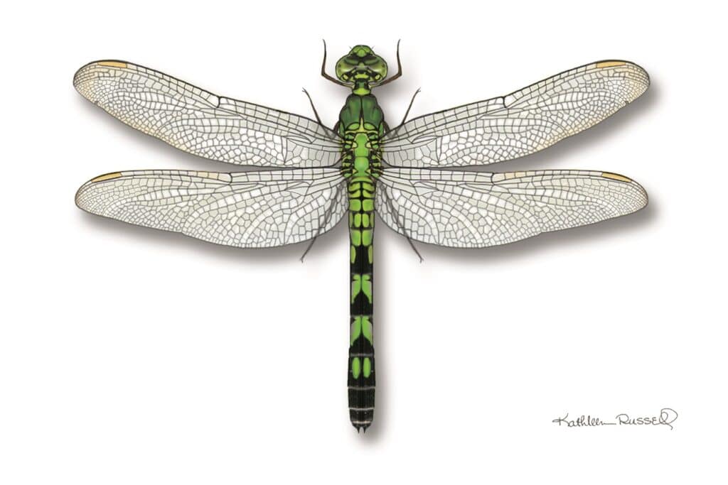 eastern pondhawk key facts on habitat, diet (2)