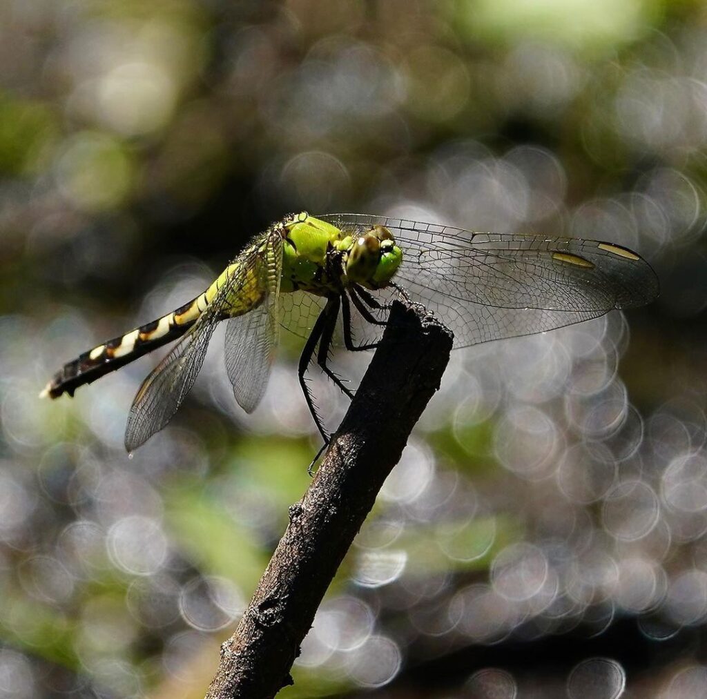 eastern pondhawk key facts on habitat, diet (3)