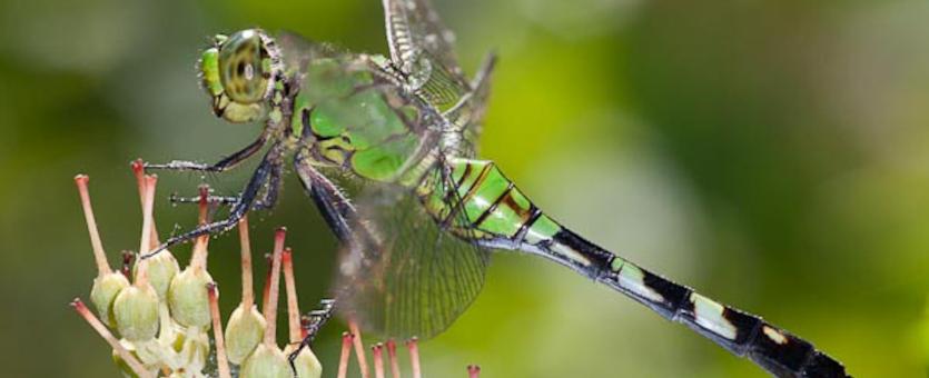 eastern pondhawk key facts on habitat, diet (4)