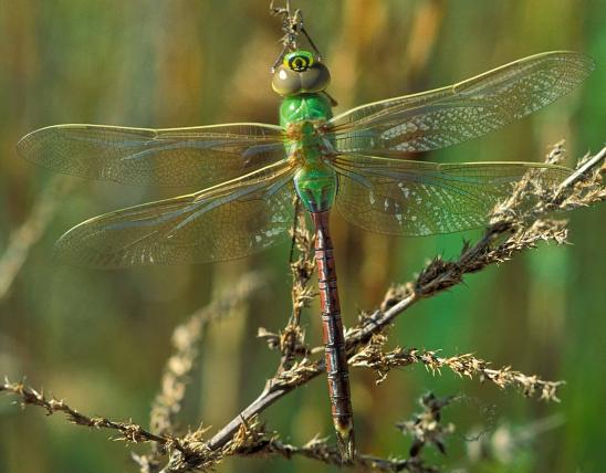 eastern pondhawk key facts on habitat, diet (5)