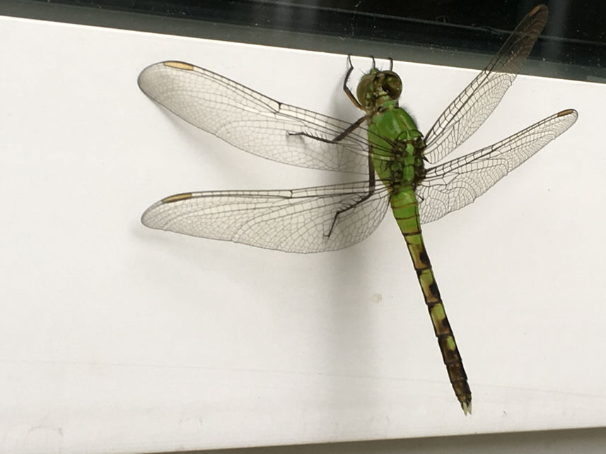 eastern pondhawk key facts on habitat, diet (6)