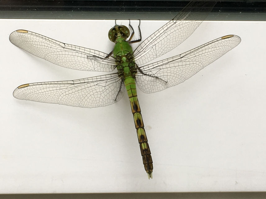 eastern pondhawk key facts on habitat, diet (7)