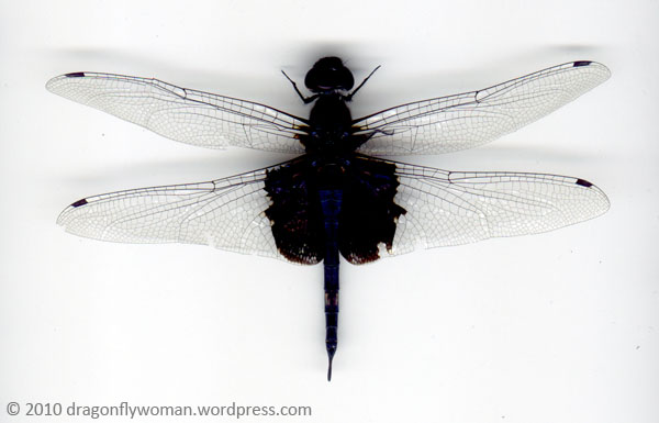 black saddlebags (tramea lacerata)