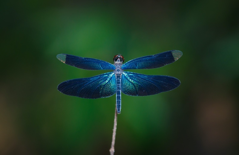 blue dragonfly meaning (1)
